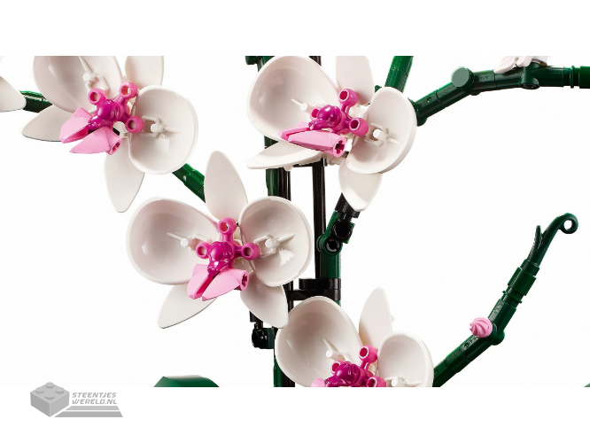 LEGO Botanicals 10311 Orchidee - Orchid - Afbeelding 3