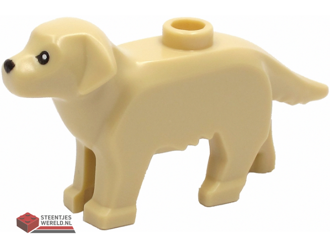 69962pb01 – Dog, Labrador / Golden Retriever with Black Eyes and Nose Pattern